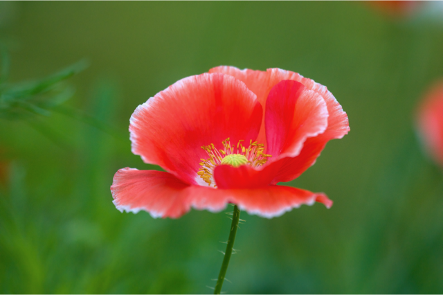 Blumen_Mohn_1782