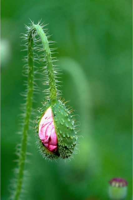 Blumen_Mohn_1803