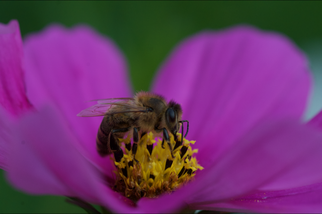 Blumen_Mohn_1819