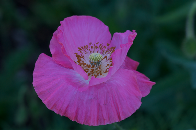 Blumen_Mohn_1839