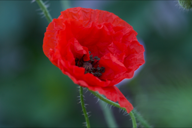 Blumen_Mohn_1840