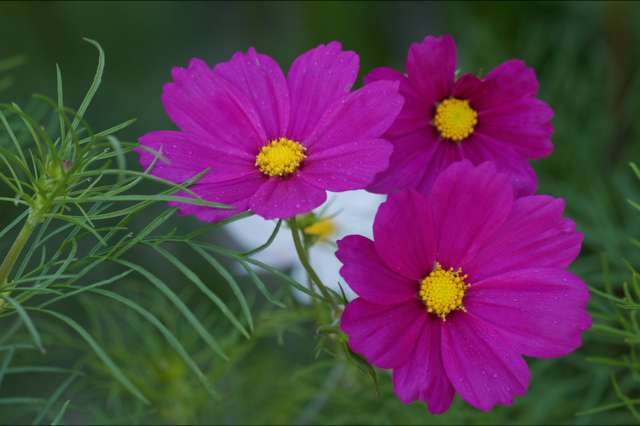 Blumen_Mohn_1846
