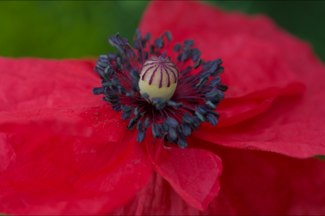 Blumen_Mohn_1849
