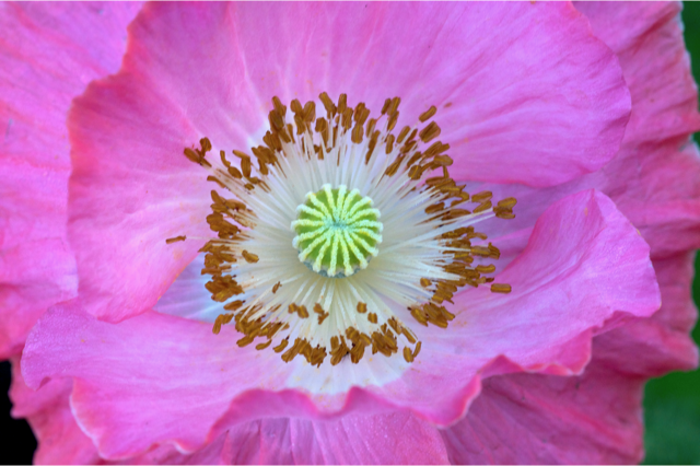 Blumen_Mohn_1861