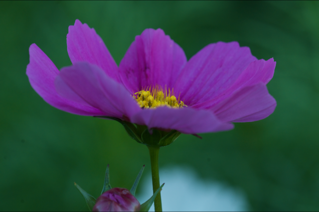 Blumen_Mohn_1862